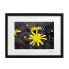 Atelier - Petr Vydra Umelecká fotografia Krajina - Žltý kvet (čierny rám), Velikost a varianta fotografií Černý rám 30 x 40 cm ( pasparta 21x 30 cm )