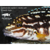 Julidochromis marlieri Bemba - 4,5-6cm