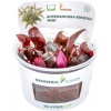 Dennerle Plants Alternanthera reineckii 'Mini' CUP - 1 ks