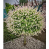 Salix integra 'Hakuro-Nishiki' 100cm kmienok (Vŕba japonská 'Hakuro-Nishiki')