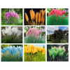 Pampas Grass Set 9 odrôd. Plant pl. (Pampas Grass Set 9 odrôd. Plant pl.)