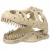 Repti planet Dekorace T-REX lebka 13,3x8,5x9cm