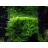 Taxiphyllum barbieri 'Bogor Moss' / Porcia v kelímku /