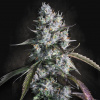 Paradise Seeds - Red Velvet Auto 10 ks - semená neobsahujú THC
