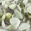 Eukalyptus Silver dollar - Blahovičník - Eucalyptus cinerea - predaj semien - 7 ks