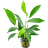 Dennerle Plants Anubias barteri var. glabra - 1 ks