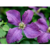 Plamienok 'Etoile Violette'