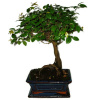Izbová bonsai - Sagerethia thea 501