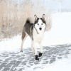 Trixie Ochranné topánky WALKER ACTIVE, 2 ks M