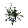 Latnatec FloraSelf Ceanothus thyrsiflorus var. repens výška 20-30 cm kvetináč 2 l