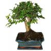 Zelkova 502 - izbové bonsaje