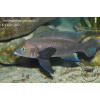 Neolamprologus pectoralis Tembwe