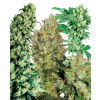 Sensi Seeds Cannabis Seeds Indoor Mix® Regular, 25 ks