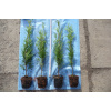 Thuja Emerald v hrnci 40 cm! -3.5 PLN/PC -50SZTUK !! (Thuja Emerald v hrnci 40 cm! -3.5 PLN/PC -50SZTUK !!)