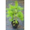 Duglaska tisolistá (Pseudotsuga menziesii) veľkosť 60-90cm