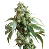 Sensi Seeds Jack Flash #5 semena neobsahují THC 5 ks