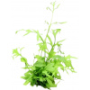 Dennerle Plants Ceratopteris cornuta - 1 ks