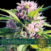 Vision Seeds Blue Power Balenie: 10