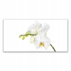 Obrázková stena akrylová 140x70 kvety orchideí príroda (Obrázková stena akrylová 140x70 kvety orchideí príroda)