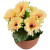 BerryHome Gerbery svetlo oranžové 7 kvetov v terakotovej miske, priemer 22/24 cm