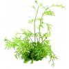 Dennerle Plants Ceratopteris thalictroides - 1 ks