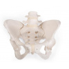 Flexibilná ženská panva (Anatomické modely)