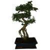Zelkova 506 - izbové bonsaje