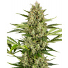 Sensi Seeds Semená kanabisu Jack Herer Automatic Feminized, 3-10 ks 5 ks