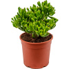 Crassula ovata Hobbit 17x35 cm