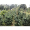Srbian Spruce Pice Omori vianočný strom 300 cm/Pln 200 (Srbian Spruce Pice Omori vianočný strom 300 cm/Pln 200)