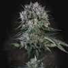 Paradise Seeds - Doppler 10 ks - Semená neobsahujú THC