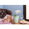 Lechuza Deltini mini mint green high-gloss 10x13 cm - DOPREDAJ