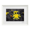 Atelier - Petr Vydra Umelecká fotografia Krajina - Žltý kvet (biely rám), Velikost a varianta fotografií Bílý rám 30 x 40 cm ( pasparta 21x 30 cm )