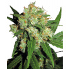 Sensi Seeds Sensi Skunk regular semena neobsahují THC 10 ks