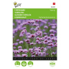 Verbena bonariensis Železník argentínsky Vanity cca 25 semien