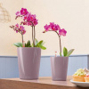 Lechuza Deltini mini pastel violet high-gloss 10x13 cm - DOPREDAJ