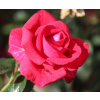 Rosa climbing ´ Red Flame ´ Clt.3