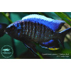 Copadichromis cyaneus Zimbawe Rock - 5-6,5cm