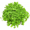 Dennerle Plants Hemianthus callitrichoides 'Cuba' - 1 ks