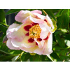 Pivonka Pastel Splendour - Paeonia Pastel Splendour (kontajner C4)