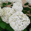Hydrangea arborescens ´ Annabelle Bianca ´ Clt.9