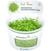 Dennerle Plants Hemianthus callitrichoides 'Cuba' CUP - 1 ks