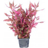 Dennerle Plants Alternanthera reineckii Red Ruby XXL - 1 ks