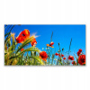 Foto obrázok moderné 140x70 kvety maku pole trávy (Moderná fotografia -Film 140x70 Flower Field Field Field)