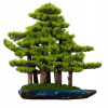 Izbová dekoratívna bonsai - borovicový les (PN-74)