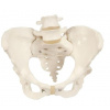 Panvová kostra, ženská (Anatomické modely)