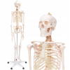 ANATOMICKÝ MODEL ĽUDSKEJ CHRBTICE, PRESNÁ MIERKA 1:1, ĽUDSKÁ KOSTRA