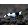 Akvazahrada Caridina Crystal Black PBL