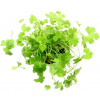 Dennerle Plants Hydrocotyle tripartita - 1 ks