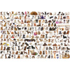 Eurographics Hundwelt 2000 dielov